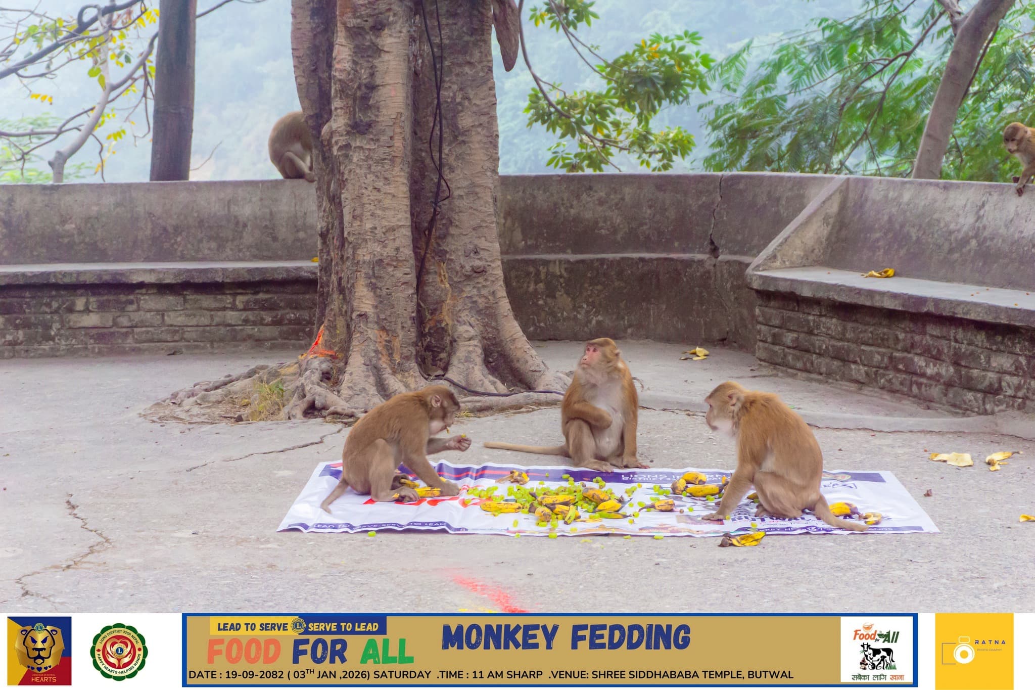 Friends from the jungle enjoying the treat